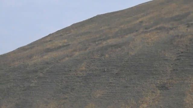 Ты суслика видишь?