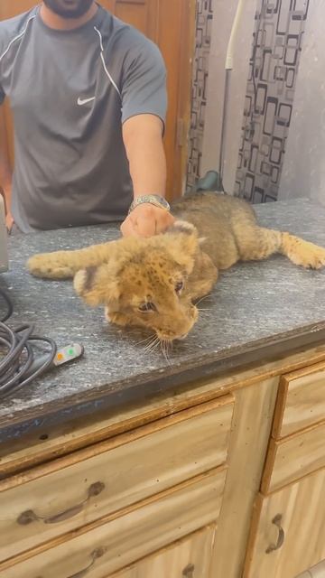 Lion Babby Treatment#loin #shots #attack #treatment#vet #Usama's Tigers