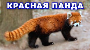 Красная панда. Забавная малая панда. Интересные факты. Видео про животных