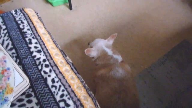 влог - птичий переполох))