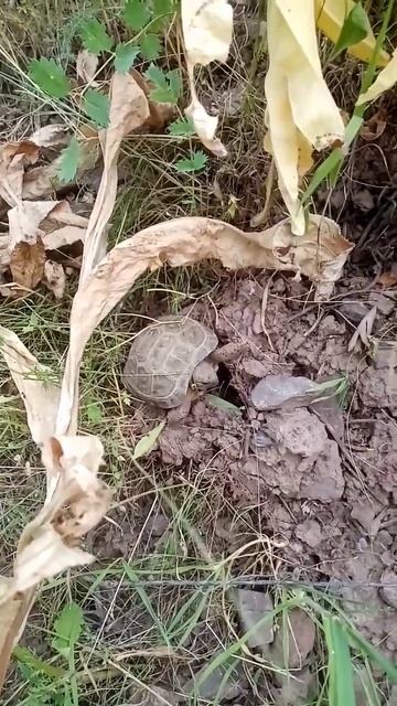 Ачоибот #shortvideo #shortsytube #shortstop смотреть онлайн