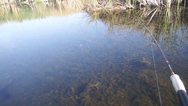 Когда на рыбалке в Саратове увидели огромную щуку и скармливаем ее все блесна. ASMR смотреть онлайн