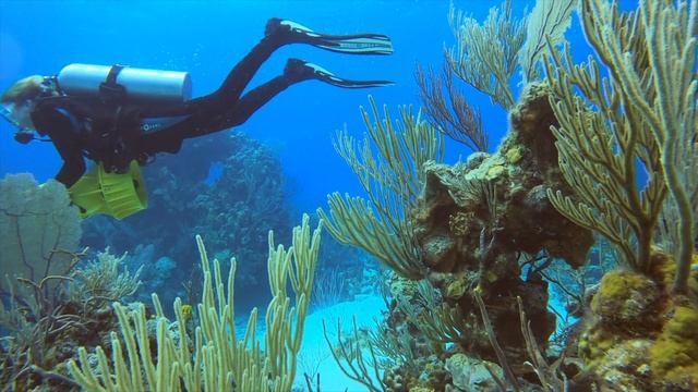 The Caribbean Sea Expedition смотреть онлайн