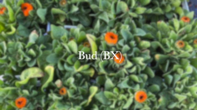 Coyote Valley availability plant description смотреть онлайн