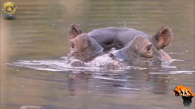 مدهش..هجوم عنيف من فرس النهر على أسد مفترس، لن تصدق كيف كان مصيره смотреть онлайн