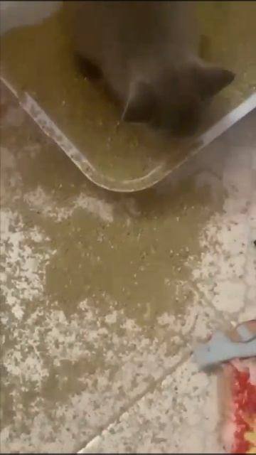 Как приучить кошку к унитазу смотреть онлайн