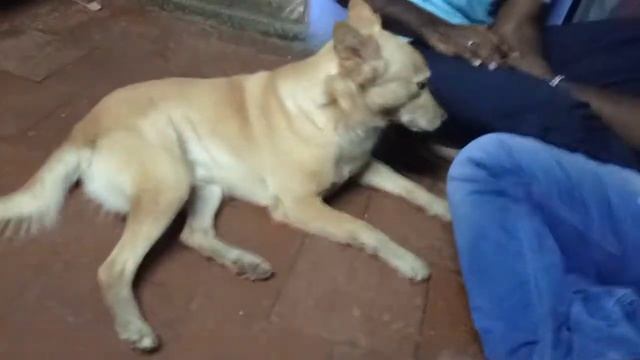 vadivelu#DOG COMEDY😄 смотреть онлайн