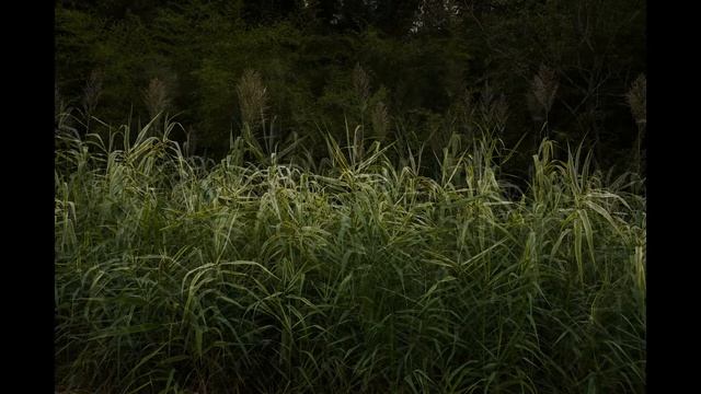 Arvo Part : Darf Ich смотреть онлайн