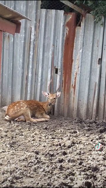 Олень смотреть онлайн
