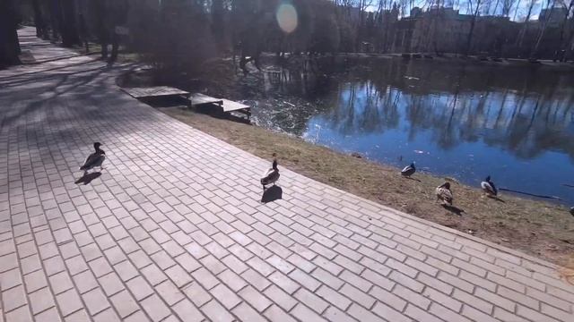 Птицы Нарышкинского пруда смотреть онлайн