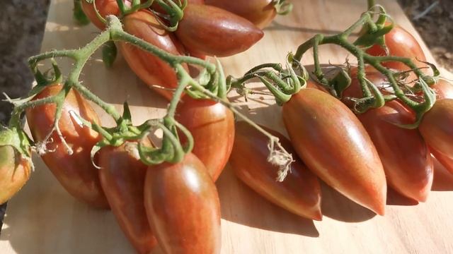 Fiche Tomate Vidéo :   Purple Smaragd
