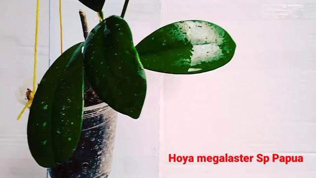 Hoya  Rare Megalaster Sp Papua Forsale