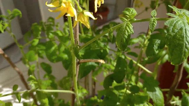 Мої огірки на балконі. Рождєствєннік знов зацвітає. смотреть онлайн