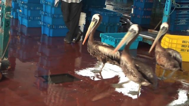 ② Peruvian Pelican, Pelecanus thagus, pelícano peruano, Pelikan in Pucusana, Peru смотреть онлайн