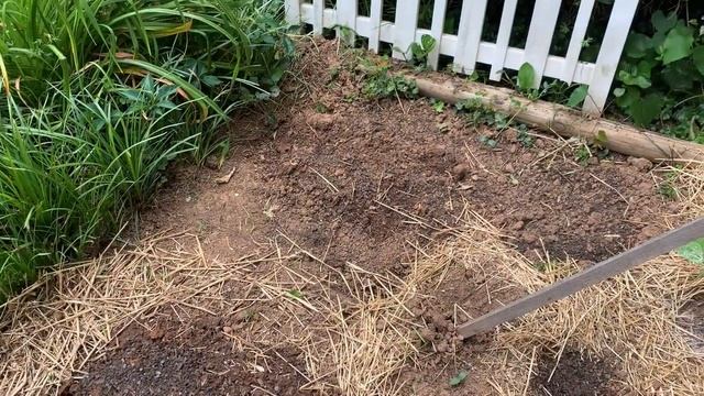 Shedwars: Growing Dutch Crookneck Pumpkin Squash смотреть онлайн