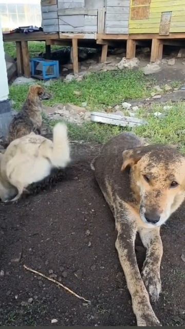 #собаки #кошки #мяу#видео #няшки #дача #весна #адамгудымов #