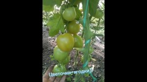 Томат Голден Сет F1🍅 #tomato #tomatoes #помидоры #vegan #томат