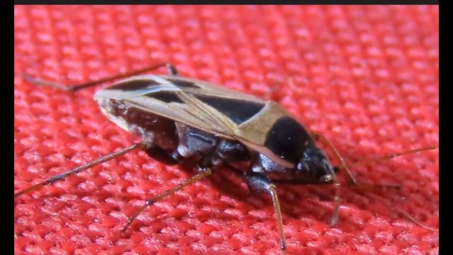 The Mediterranean seed bug Xanthochilus saturnius Greece by Theo смотреть онлайн