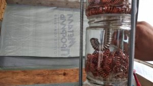 Барботажная колонна из банок своими руками.Она работает!!!!Перегон браги из чернослив.