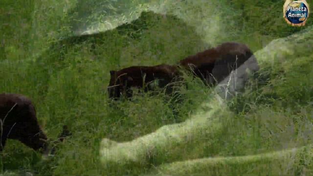 PANTERA-NEGRA (FELINO EXTRAORDINÁRIO) смотреть онлайн