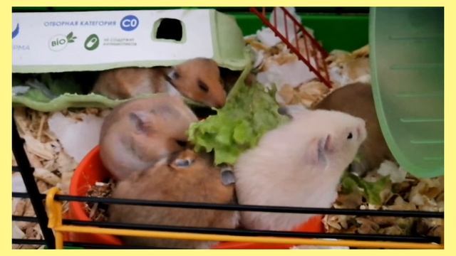 Завтрак с 6 очаровательными хомячихами. смотреть онлайн