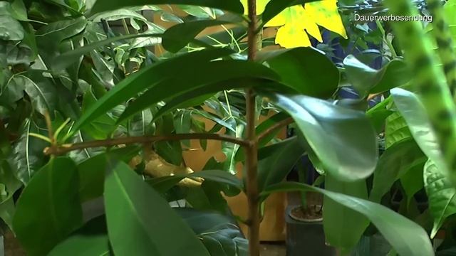 Mega Dschungeltour und vorab Wasserkultur Extrem. Wie pflege ich meine Pflanzen im Zimmer смотреть онлайн