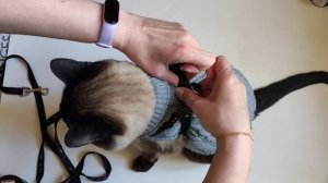Как правильно одеть шлейку на кота