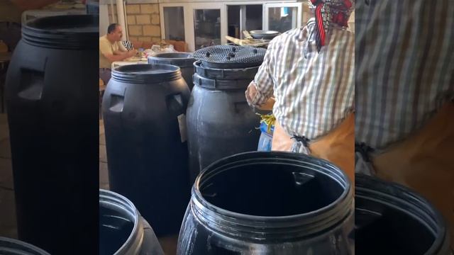 Черемша соленая