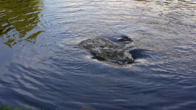 Alligator Capture Tampa Florida July 2024