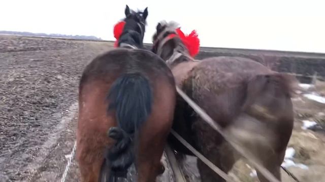 Коні Ваговози. Кобили на Продаж. Гарна Пара!!!🐴🐴🐴🔥🔥🔥 смотреть онлайн