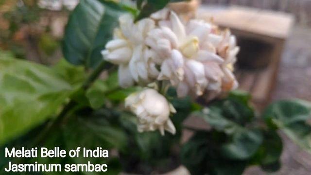 Kultivar Melati
Belle of India
Jasminum sambac
| Melati Menur | смотреть онлайн