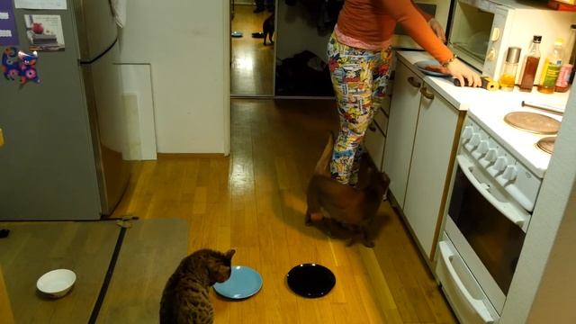 Cats filmed with thermal camera смотреть онлайн