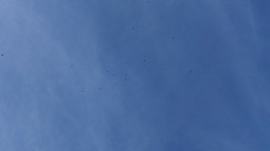 Полет србских и свердловских голуби