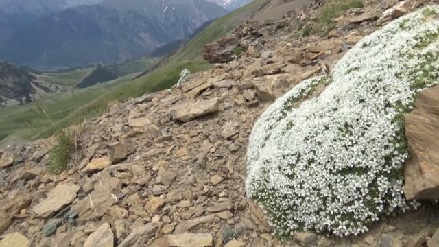 Mountain Flora Of Valle De Benasque, Pyrenees