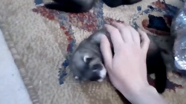 Малыши хорьков играют) смотреть онлайн
