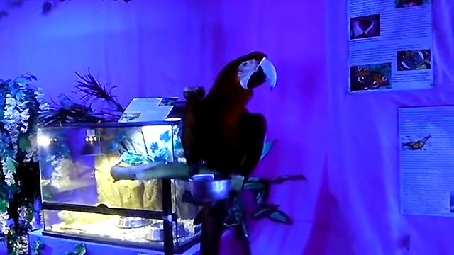 Ржущий говорящий попугай смотреть онлайн