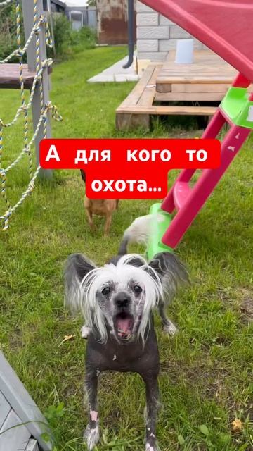 Собачья охота #собака #смех #животные #игра #играссобакой #игры смотреть онлайн