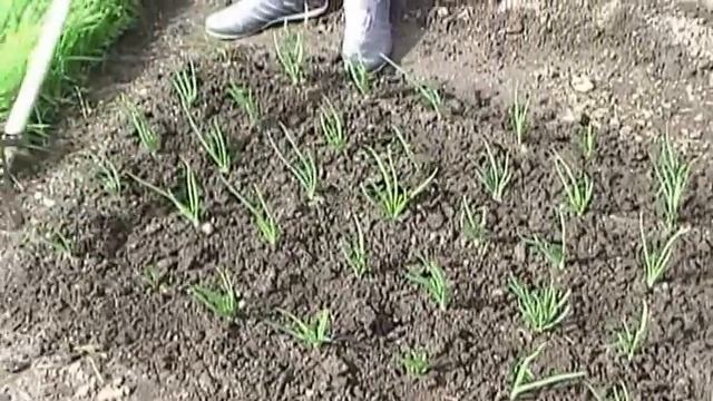 2013 г. Уничтожение сорняков в грядке с луком . смотреть онлайн