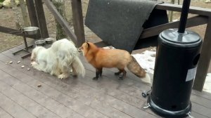 Лиса-Алиса. Сложный выбор лисы