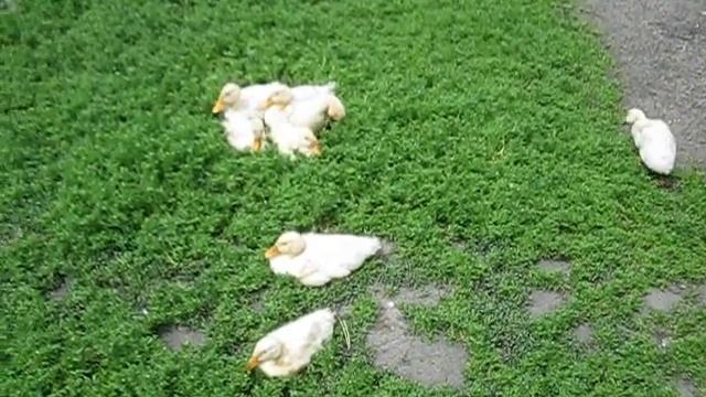 Молодняк на птичьем дворе смотреть онлайн