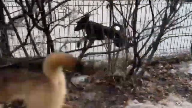 Пашка смотреть онлайн