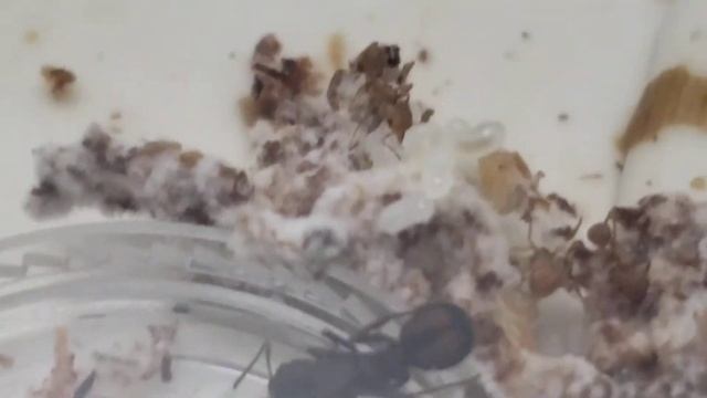 2 queen acromyrmex versicolor colony. смотреть онлайн