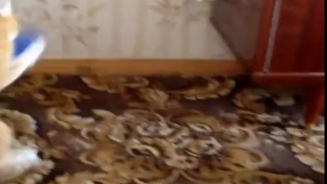 Кот в бешенстве смотреть онлайн