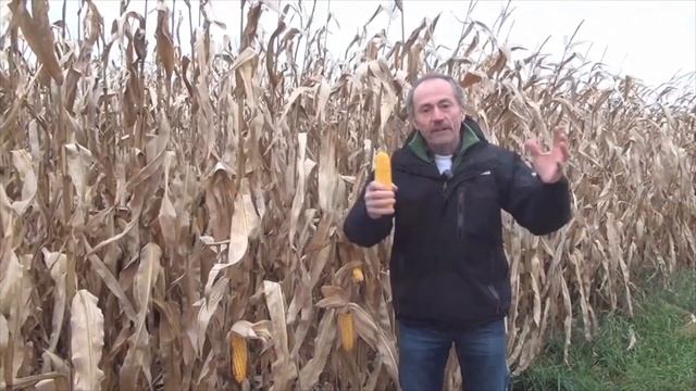 Corn School - Low Test Weight What Are My Options? смотреть онлайн