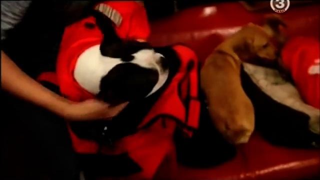 A Puppy Angel a ViaSat 3 Trendközelben című műsorában 2012.05.20. смотреть онлайн