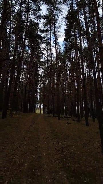 Сосновый лес.