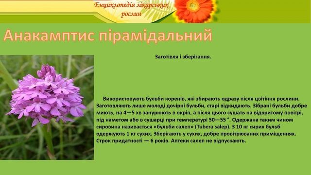 Анакамптис пірамідальний смотреть онлайн