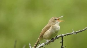 Садовая камышовка  (голос, пение)