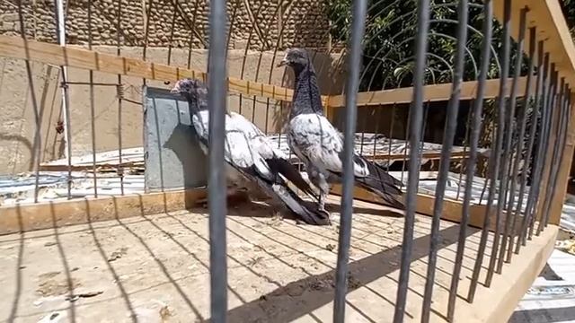 pakistani pigeons . الحمام الباكستاني . голуби пакистанские. کبوترهای پاکستانی . смотреть онлайн