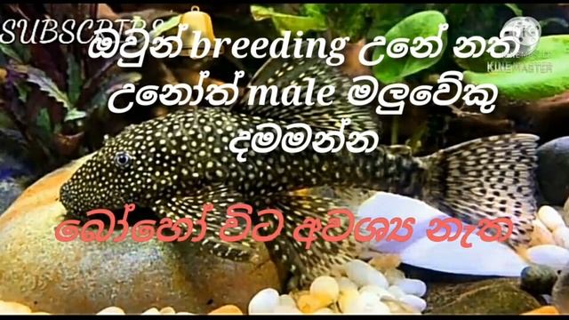 tank cleaner breeding at home ....tanki sudda bo kirima gedara idan смотреть онлайн